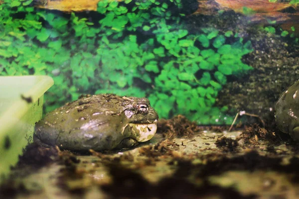 Terrarium Içinde Büyük Kara Kurbağaları — Stok fotoğraf