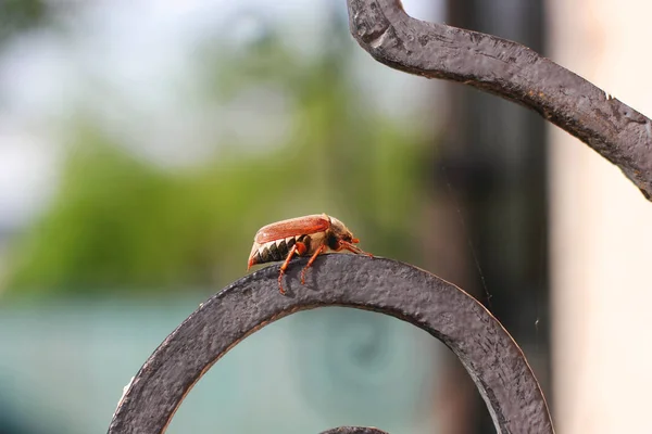 Chafer Yakın Beetle — Stok fotoğraf