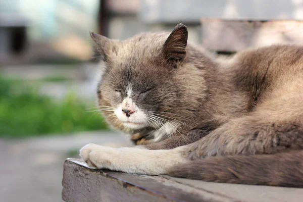 Graue Katze Auf Der Straße — Stockfoto