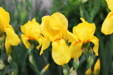 Bahçe içinde güzel süsen