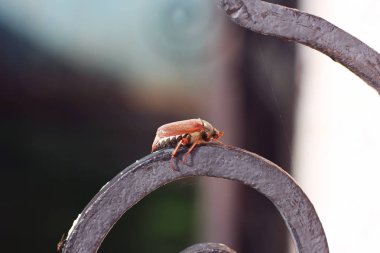 Chaferr yakın çekim. Beetle