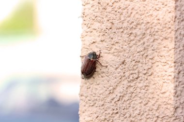 Chafer yakın. Beetle