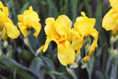 Bahçe içinde güzel süsen