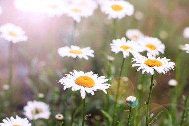 Bahçedeki papatyalar