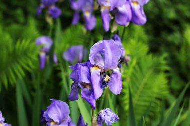 Bahçe içinde güzel süsen