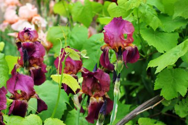 Bahçe içinde güzel süsen