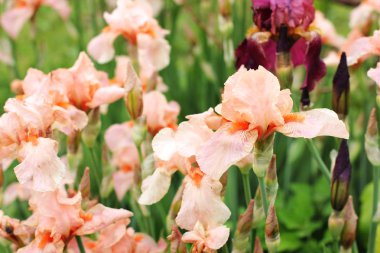 Bahçe içinde güzel süsen