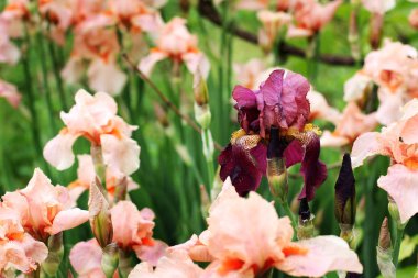 Bahçe içinde güzel süsen