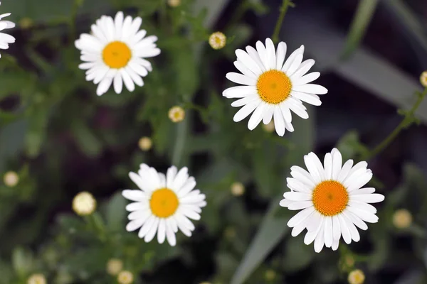 Daisies Garden — Stock Photo, Image