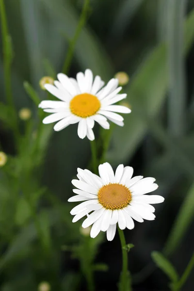 Daisies Garden — Stock Photo, Image