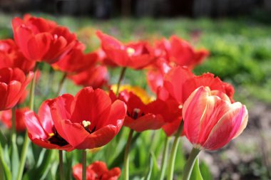 bahçede çiçek yakın çekim