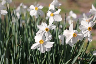 Nergis bahçede yakın çekim