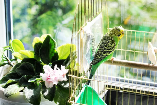 Parrot Cage — Stock Photo, Image