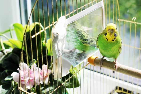 Loro Una Jaula — Foto de Stock