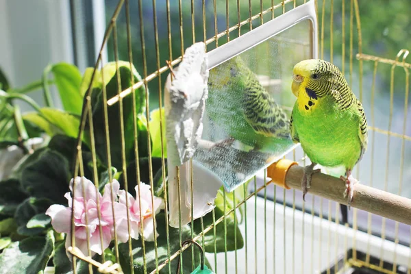 Perroquet Dans Une Cage — Photo