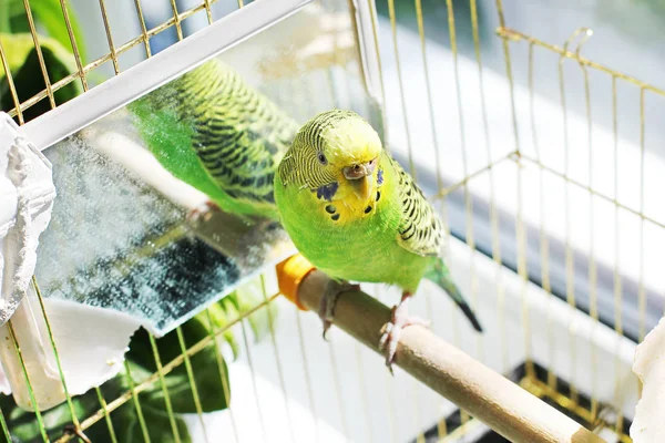 Parrot Cage — Stock Photo, Image