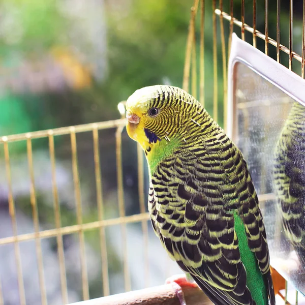 Loro Una Jaula —  Fotos de Stock