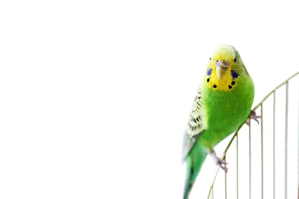 Loro Una Jaula — Foto de Stock