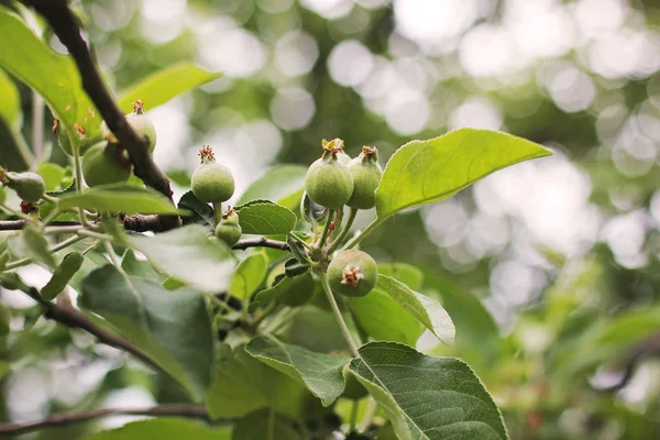 Green Small Apples Tree — Stock Photo, Image