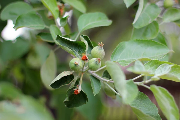 Green Small Apples Tree — Stock Photo, Image