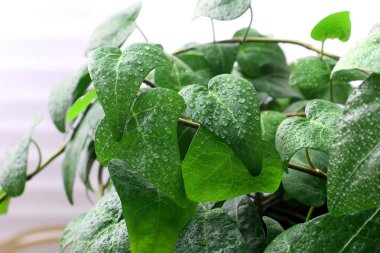 Damla bitki. Bitki yaprakları