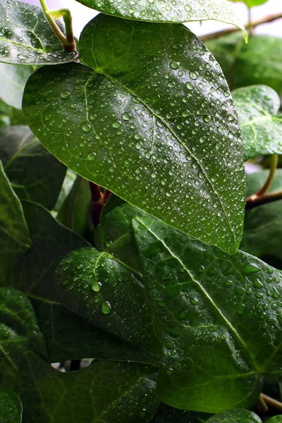 Planta Las Gotas Hojas Vegetales —  Fotos de Stock