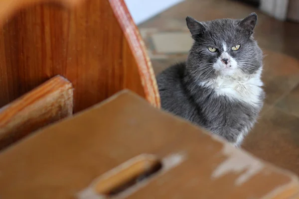 Die Katze Mit Einem Halben Schwarzen Gesicht Rot Sitzt Und