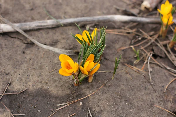 Blommor Krokusar Första Blommorna Blommor Trädgården Våren — Stockfoto