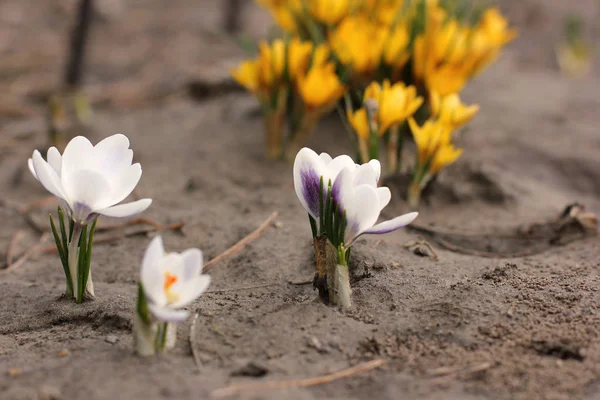 Blommor Krokusar Första Blommorna Blommor Trädgården Våren — Stockfoto