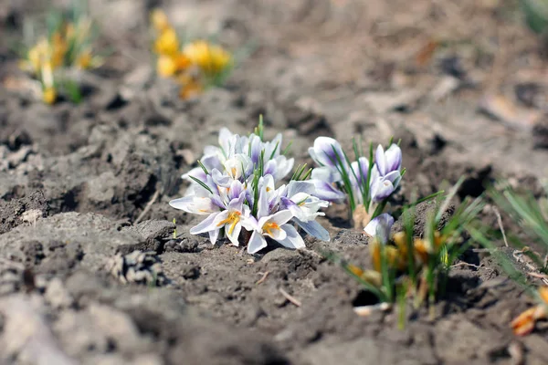 Bahçedeki Küçük Çiçekler — Stok fotoğraf