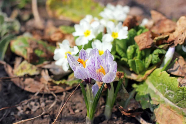 Små Blommor Trädgården — Stockfoto