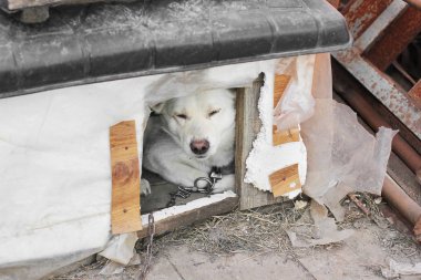 Sokaktaki beyaz köpek