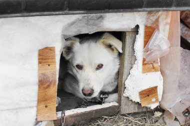 Sokaktaki beyaz köpek
