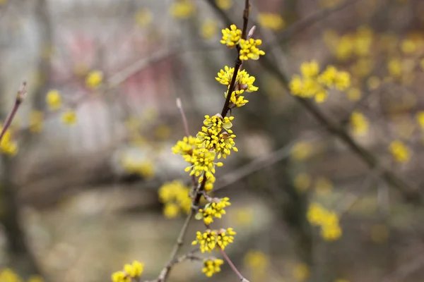 Arbre Fleurit Cornouiller — Photo