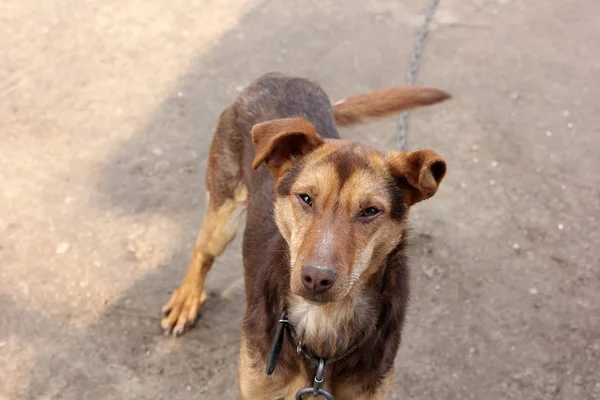 Cão Marrom Rua — Fotografia de Stock