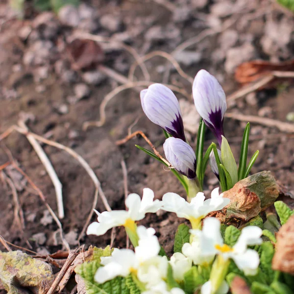 Vita Krokusar Första Blommorna Våren — Stockfoto