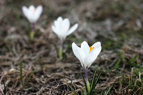 Vita Krokusar Första Blommorna Våren — Stockfoto