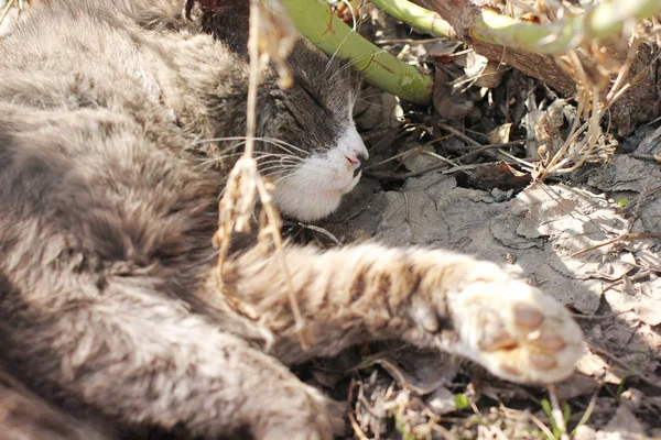 猫躺在草地上的街道上 — 图库照片