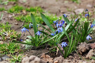 bahçede çiçek yakın çekim