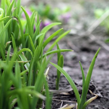 Bahçe tesisi yakın çekim