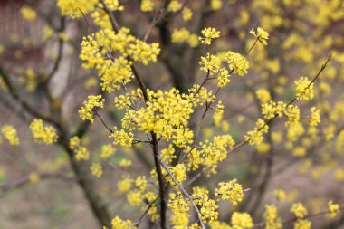 Sarı ağaç kütükler bahar. Çiçekli ağaç yakın çekim