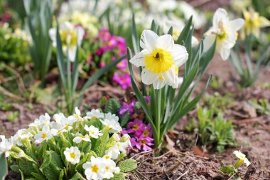 bahçede çiçek yakın çekim