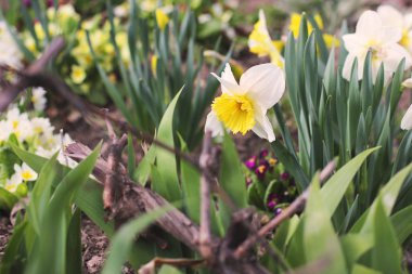 bahçede çiçek yakın çekim