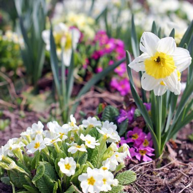 bahçede çiçek yakın çekim