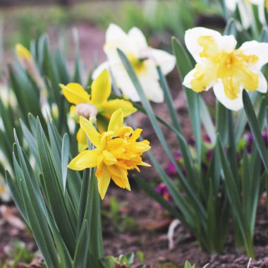 bahçede çiçek yakın çekim