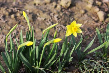 bahçede çiçek yakın çekim