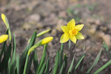 Bahçede çiçek kadar kapatın