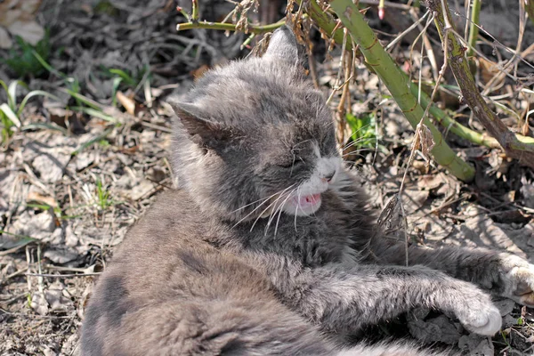 猫躺在草地上的街道上 — 图库照片