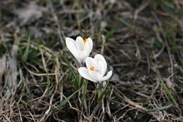 Beyaz Çiğdemler Çiçek Bahar — Stok fotoğraf