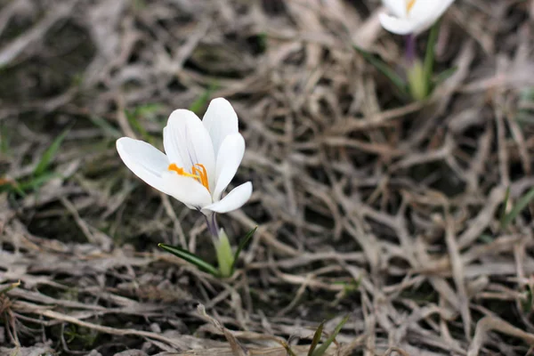 Vita Krokusar Första Blommorna Våren — Stockfoto